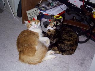 Here we see the little fuzzballs, Pixel and Halo, showingtheir true natures for all the world to see. 