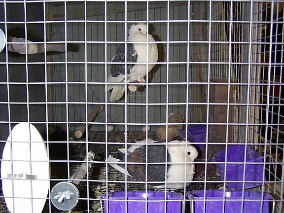 These are the two doves/pigeons I used to have. I eventually gave themaway, vowing never to have birds again. I just couldn't believe how messytwo birds could be, and my place is always messy enough as it is without any help! :)
