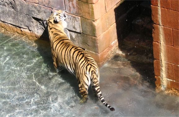 And a tiger, who was licking the wall for some reason.