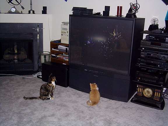 Here's both of the little fuzzballs watching fireworks. I tried hookingmy computer up to the TV and ran a fireworks screensaver program, andthese two found it absolutely fascinating. :) Click on the pictureto see a slightly larger view.