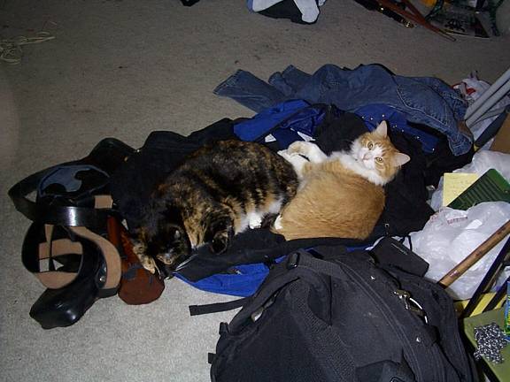 Halo and Pixel, sleeping in a pile of garb and clothes that were left outafter returning from Faire.