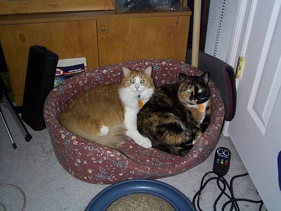 Pixel and Halo, sharing the kitty-bed.