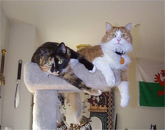 These are my cute cuddly little furballs, Halo and Pixel, respectively.It's not often that they curl up together, and this was the first timeI've ever seen them share the top level of the cat-tree, 6 feet off thefloor. :)