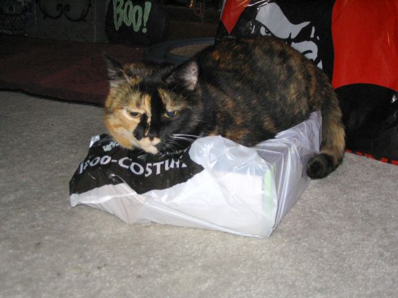 Halo, turning a package from the Halloween store intoher own personal bed.