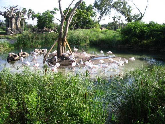 And this shot is of the flamingos. We also saw tigers, aligators, giraffes, and more.