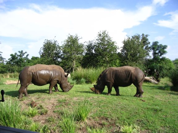.. and rhinos.