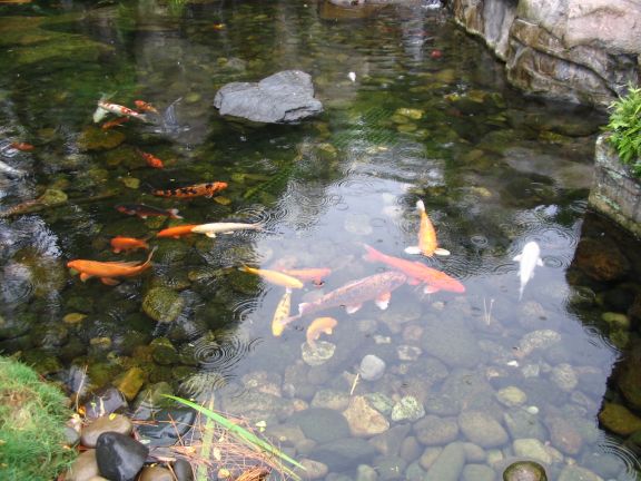 The Koi. I need to build one of these, someday. :)