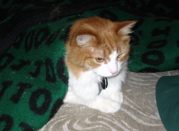 Scaredy cat! Pixel was hiding under the blanket!