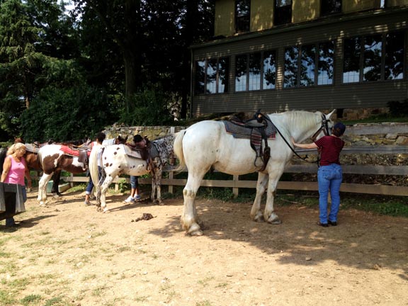 The horses at the Allimax trail ride.