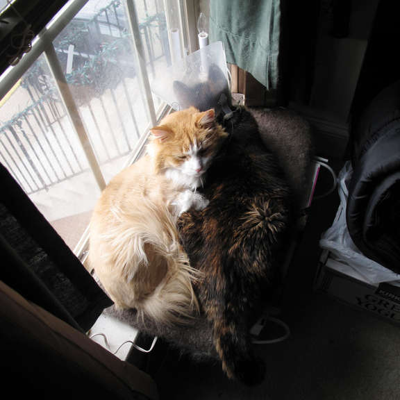 During Pixel's fight with cancer.Sitting with Halo in the window.