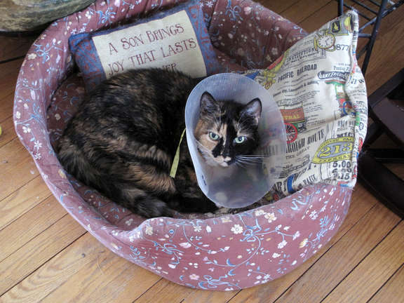 Halo, relaxing in the kitty-bed. Still in the cone for more than 2 years.